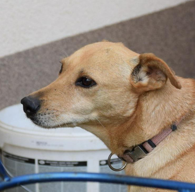 Rosi, unsichere Hündin sucht geduldiges Zuhause - Mischlingshunde - Bild 9