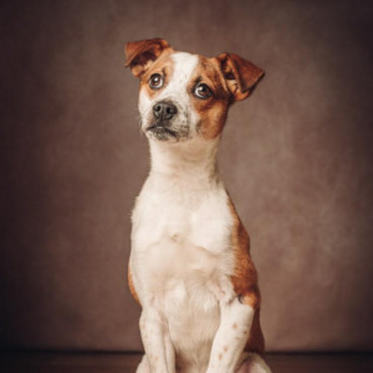Ropi ist ein freundlicher, kleiner Hundejunge. - Mischlingshunde - Bild 8