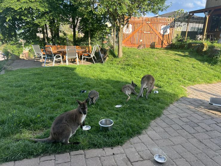 Wallaby Bennett Känguru - Exotische Tiere - Bild 5