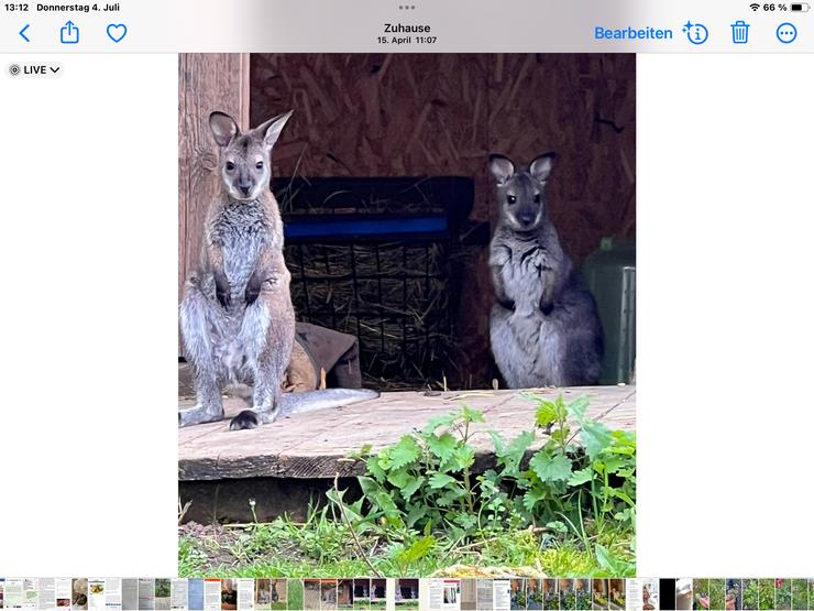 Wallaby Bennett Känguru - Exotische Tiere - Bild 6