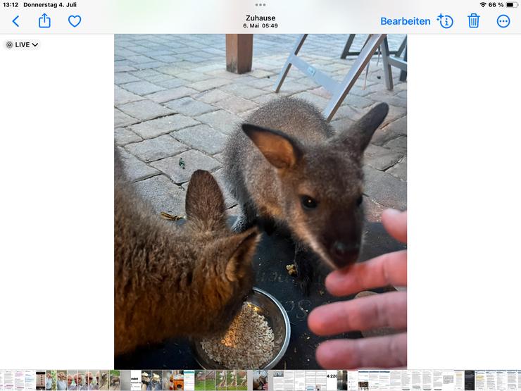 Wallaby Bennett Känguru - Exotische Tiere - Bild 2