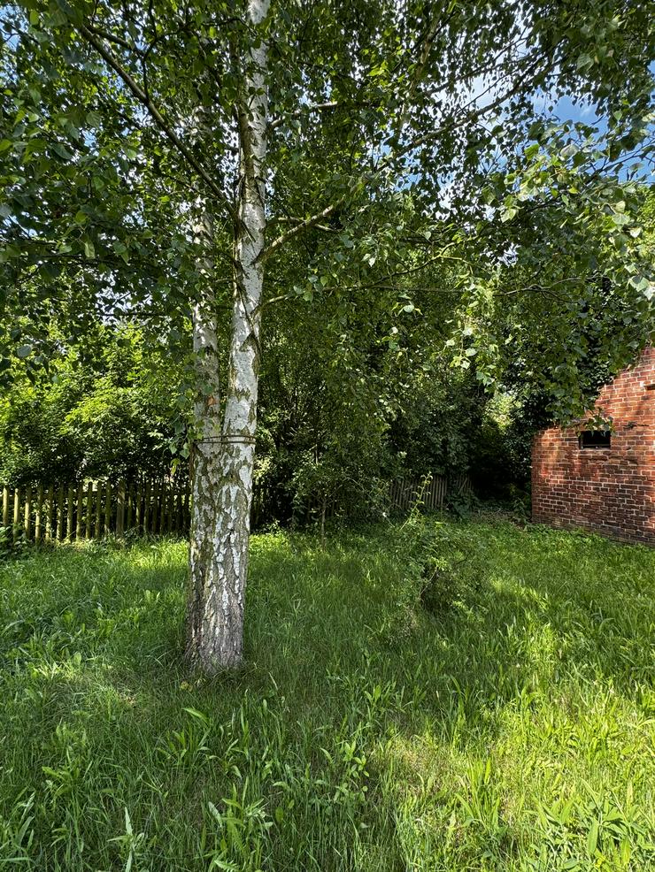 Traumhaftes, modernisiertes Molkerei-Wohngebäude mit 2 Wohneinheiten und urigem Backstein-Nebengebäude in Schletau (Wendland) - Haus kaufen - Bild 4