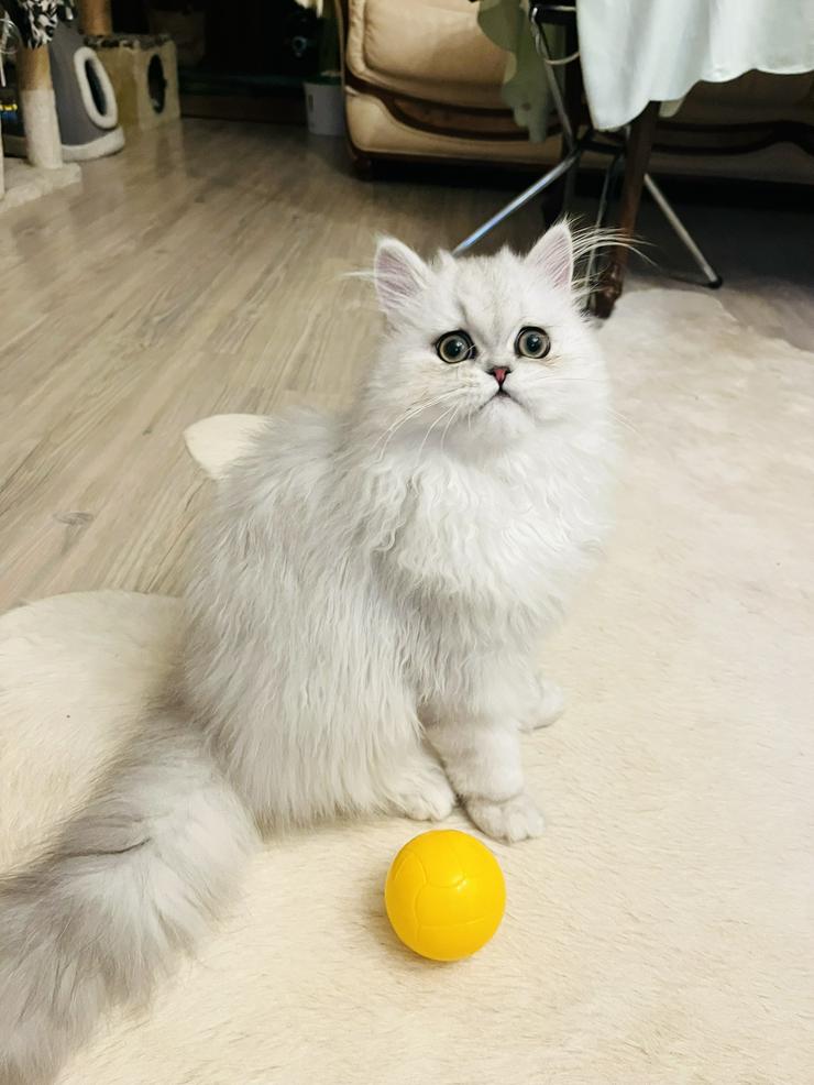 Verkauf: wunderschönes persisches Edelkaterchen Chinchilla/Weiß - Rassekatzen - Bild 5