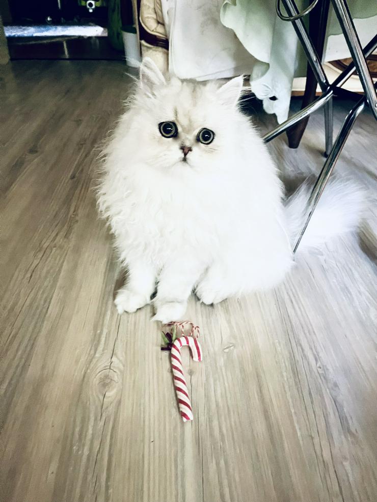 Verkauf: wunderschönes persisches Edelkaterchen Chinchilla/Weiß - Rassekatzen - Bild 6