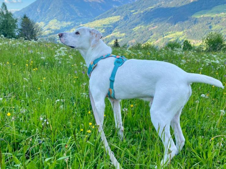 Bild 4: Hübscher Lucio sucht seine zweite Chance