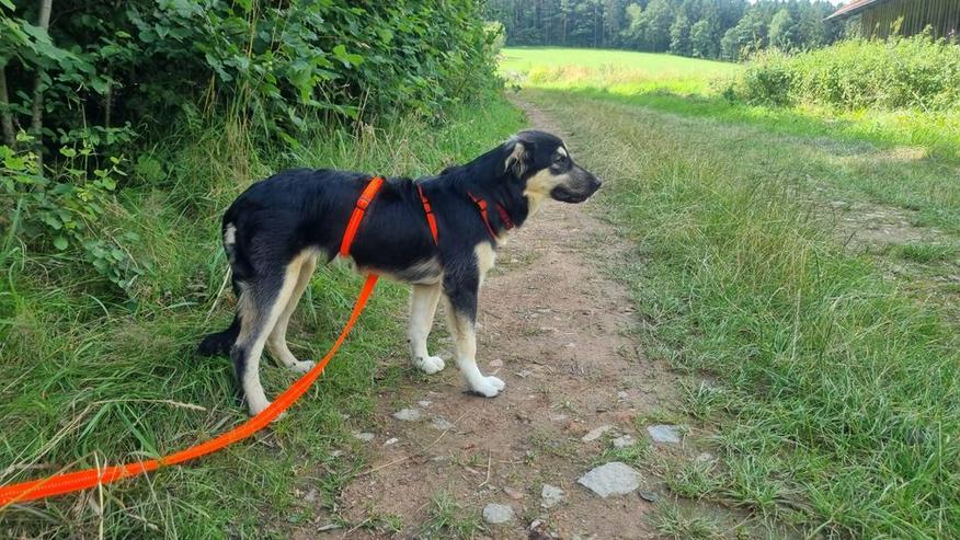 Bild 5: Wundervolle, junge Bek sucht ihr passendes Zuhause