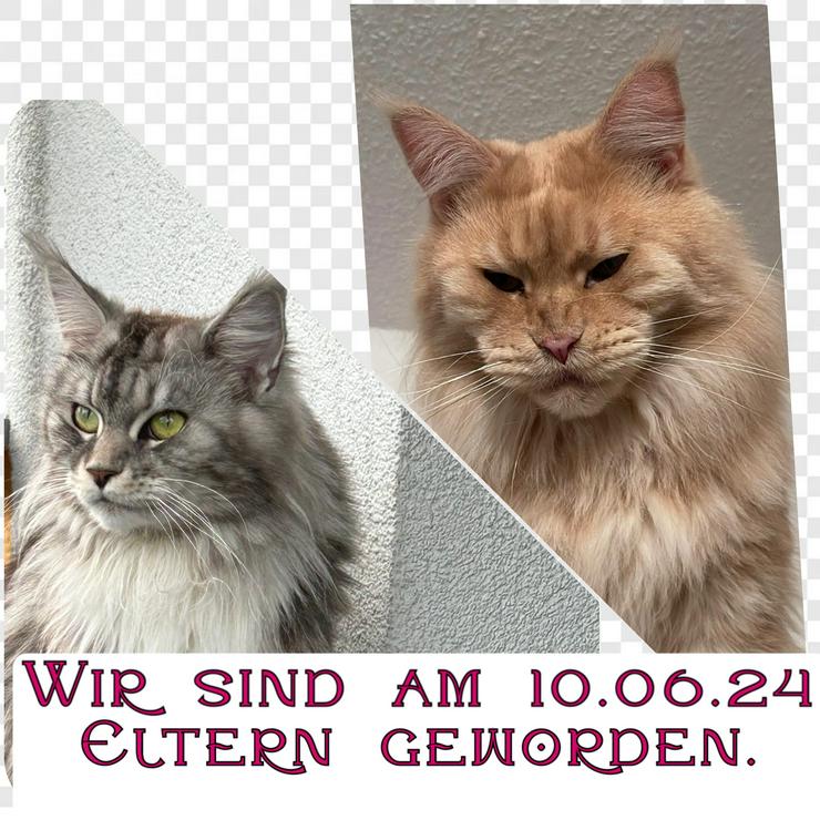 Bild 10: Maine Coon mit Stammbaum 