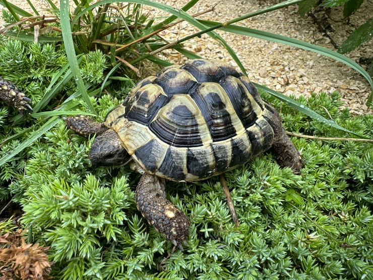 Griechische Landschildkröten Männchen - Schildkröten - Bild 2