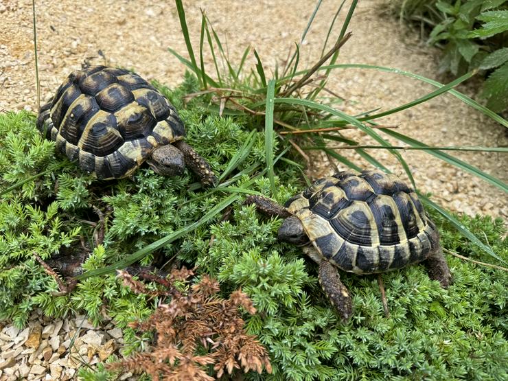 Bild 1: Griechische Landschildkröten Männchen