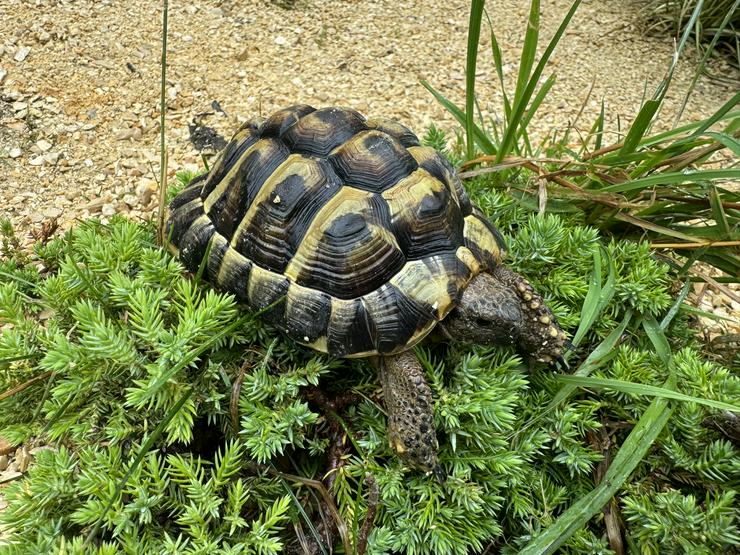 Bild 3: Griechische Landschildkröten Männchen