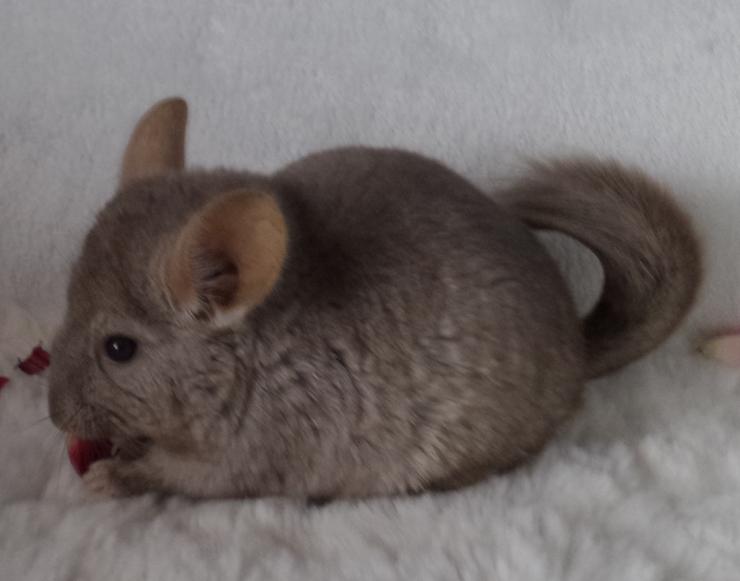 Bild 3: Chinchilla verschiedene Farben