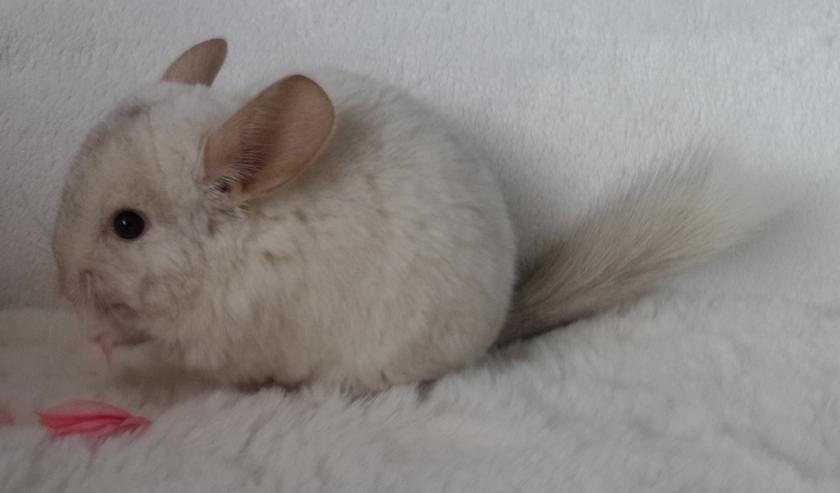 Chinchilla verschiedene Farben