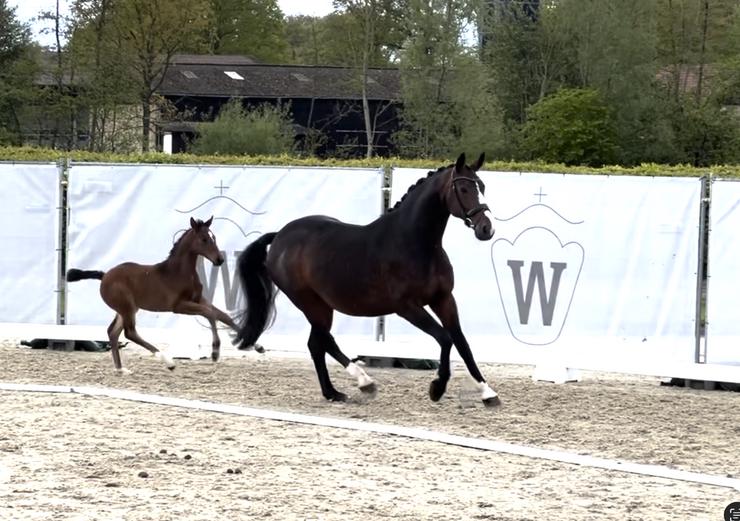 Spitzenstutfohlen von Glamdale WP  - Pferde (Großpferde) - Bild 10