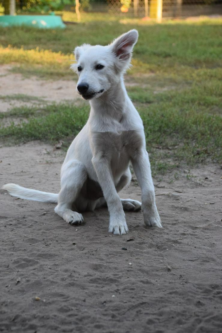 Caruso ist ein lieber, neugieriger Hundejunge. - Mischlingshunde - Bild 5