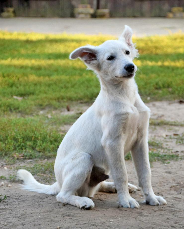 Bild 2: Caruso ist ein lieber, neugieriger Hundejunge.