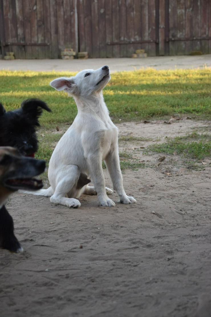 Caruso ist ein lieber, neugieriger Hundejunge. - Mischlingshunde - Bild 4