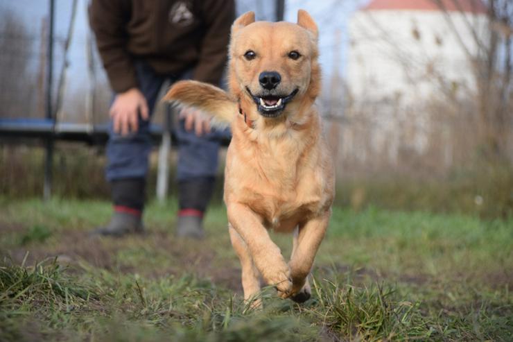 Bild 16: Bjarne ist ein netter, süßer Hundemann.