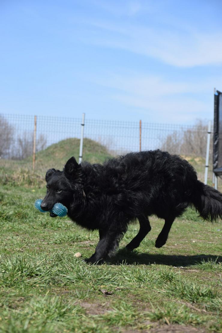 Bild 11: Gunnar ist ein netter, junger ungarischer Schäferhund-Mischlingsrüde (Mudi-Mix).