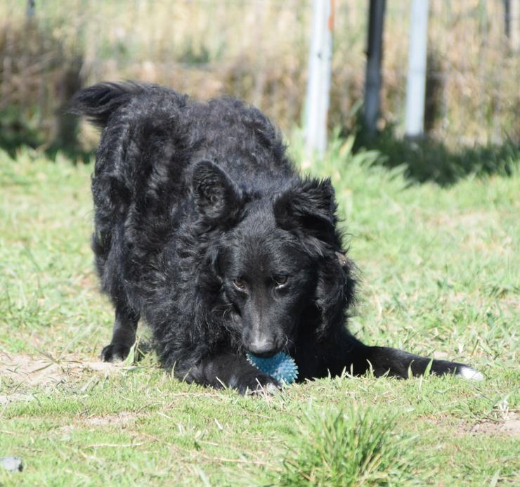 Bild 1: Gunnar ist ein netter, junger ungarischer Schäferhund-Mischlingsrüde (Mudi-Mix).