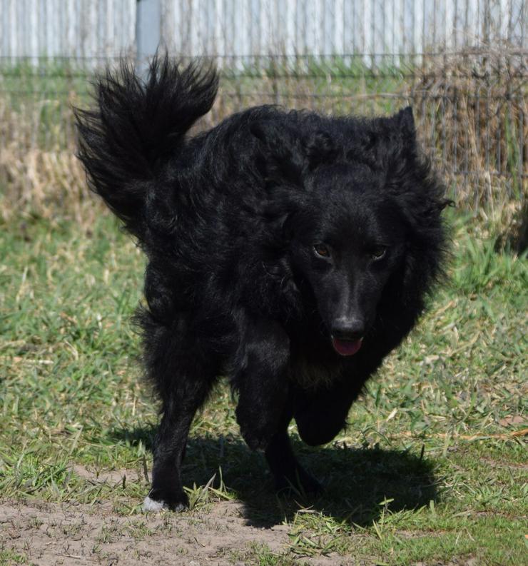 Bild 10: Gunnar ist ein netter, junger ungarischer Schäferhund-Mischlingsrüde (Mudi-Mix).