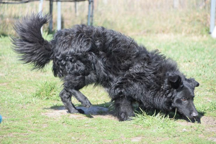 Gunnar ist ein netter, junger ungarischer Schäferhund-Mischlingsrüde (Mudi-Mix). - Mischlingshunde - Bild 6