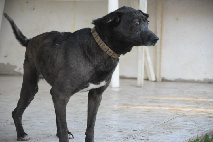 Kotangens ist eine ruhige und unauffällige Hundedame, der das Schicksal übel mitgespielt hat. - Mischlingshunde - Bild 3