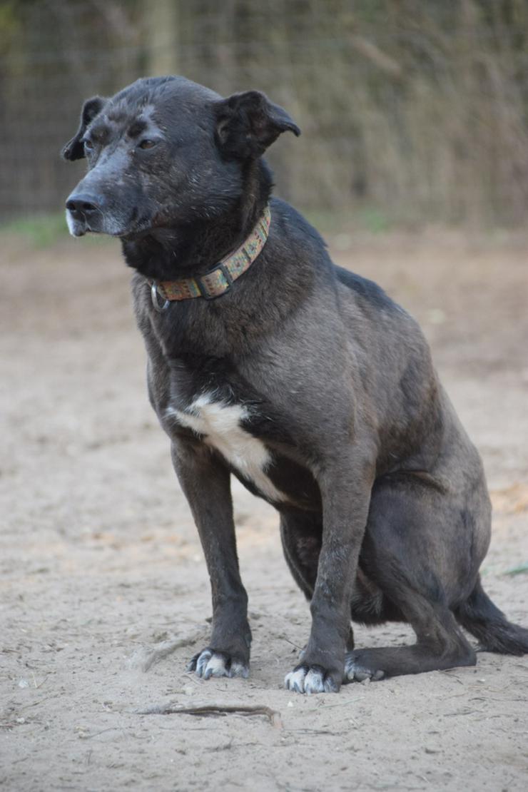 Kotangens ist eine ruhige und unauffällige Hundedame, der das Schicksal übel mitgespielt hat. - Mischlingshunde - Bild 5