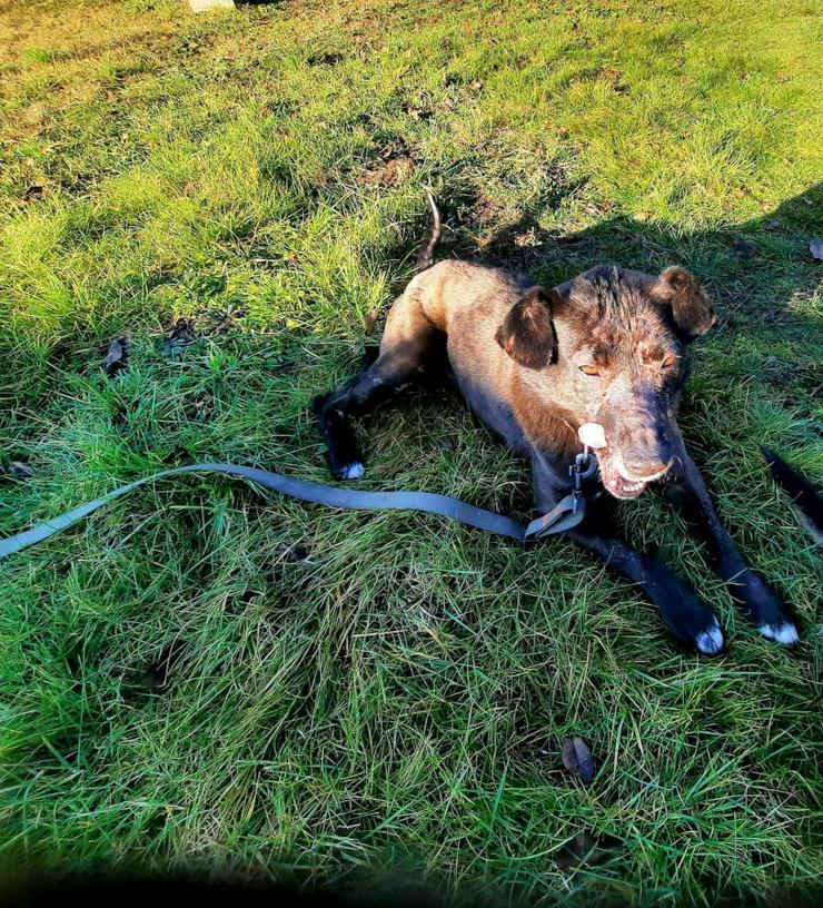 Kotangens ist eine ruhige und unauffällige Hundedame, der das Schicksal übel mitgespielt hat. - Mischlingshunde - Bild 6