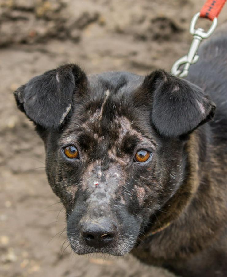 Bild 12: Kotangens ist eine ruhige und unauffällige Hundedame, der das Schicksal übel mitgespielt hat.