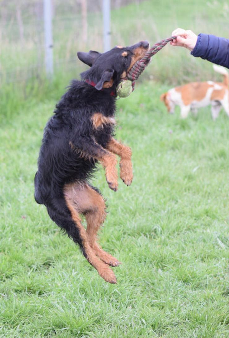 Bild 12: Cherry ist ein aktives und verspieltes Jagdterrier-Mädchen im besten Alter.