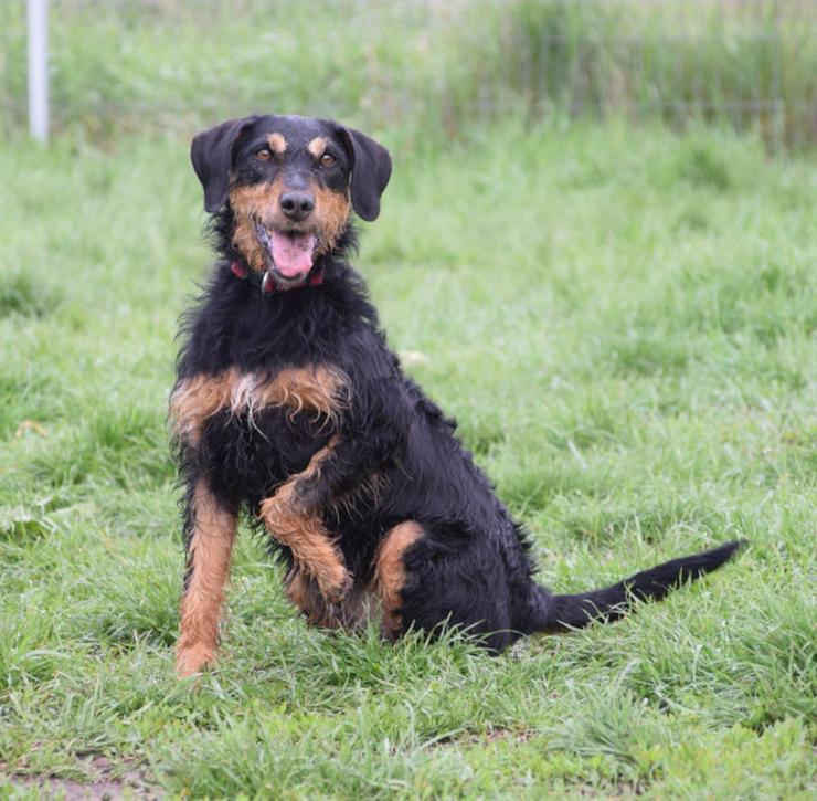 Cherry ist ein aktives und verspieltes Jagdterrier-Mädchen im besten Alter. - Mischlingshunde - Bild 2