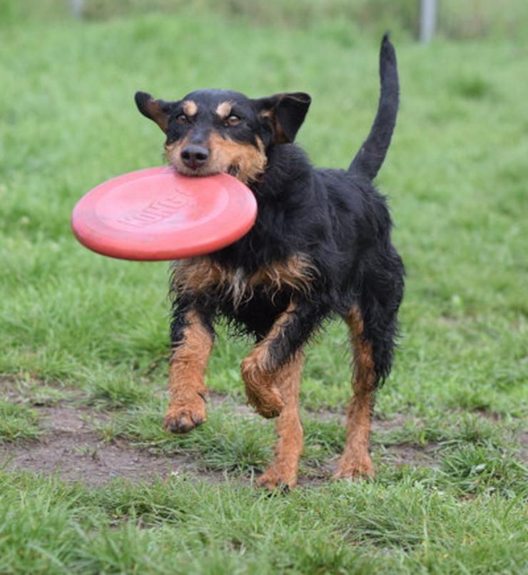 Bild 16: Cherry ist ein aktives und verspieltes Jagdterrier-Mädchen im besten Alter.