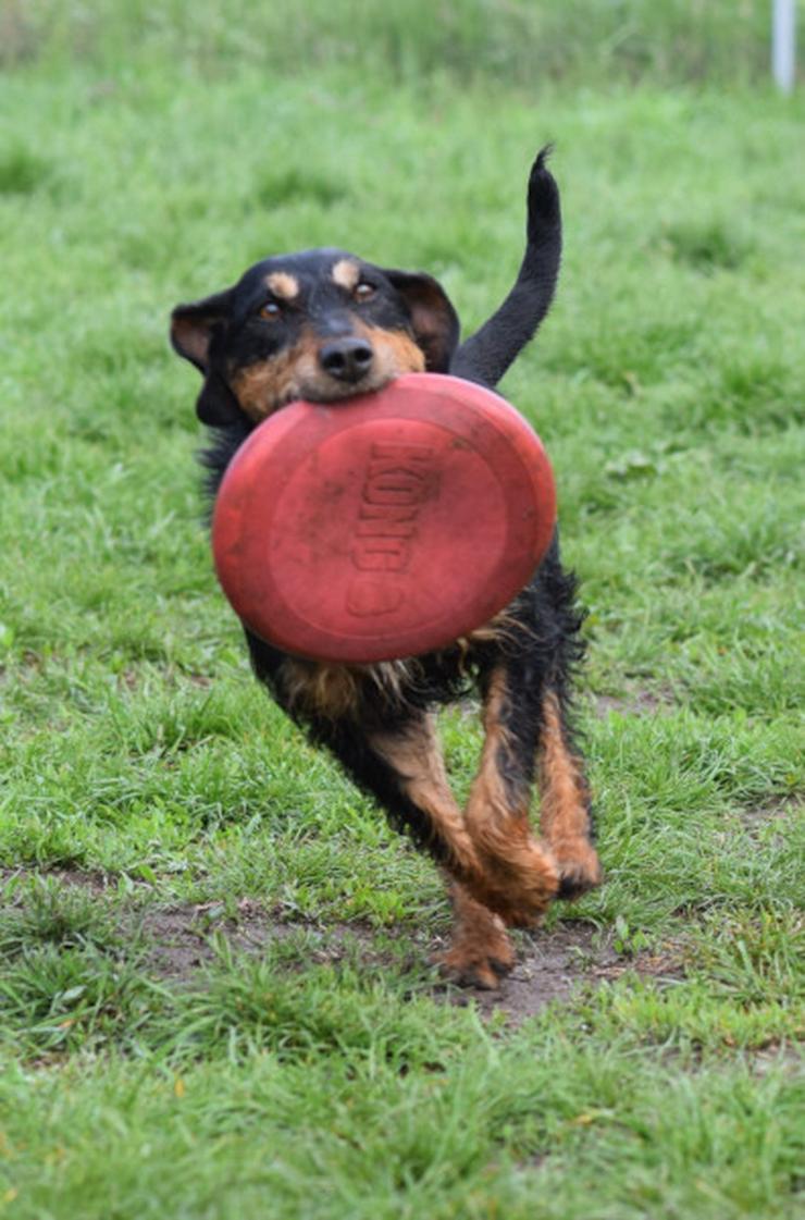 Bild 15: Cherry ist ein aktives und verspieltes Jagdterrier-Mädchen im besten Alter.