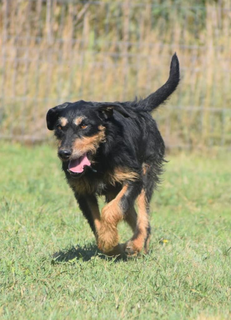 Bild 4: Cherry ist ein aktives und verspieltes Jagdterrier-Mädchen im besten Alter.