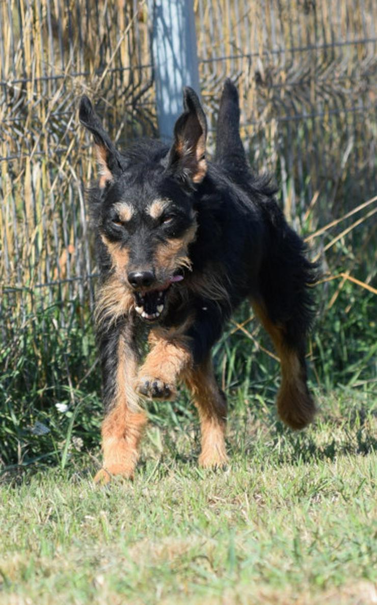 Bild 21: Cherry ist ein aktives und verspieltes Jagdterrier-Mädchen im besten Alter.