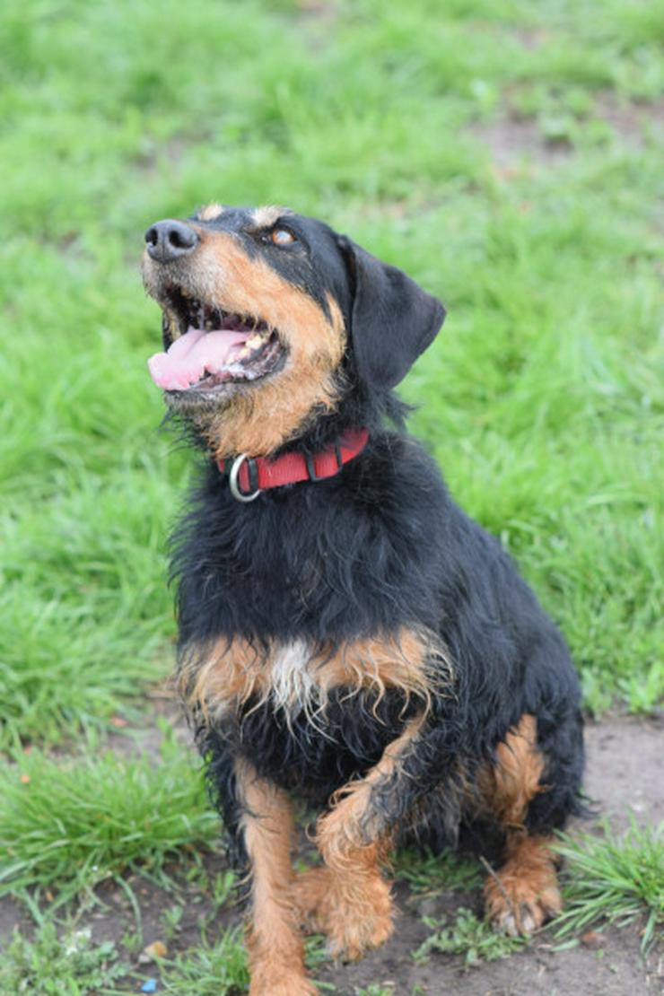 Bild 6: Cherry ist ein aktives und verspieltes Jagdterrier-Mädchen im besten Alter.