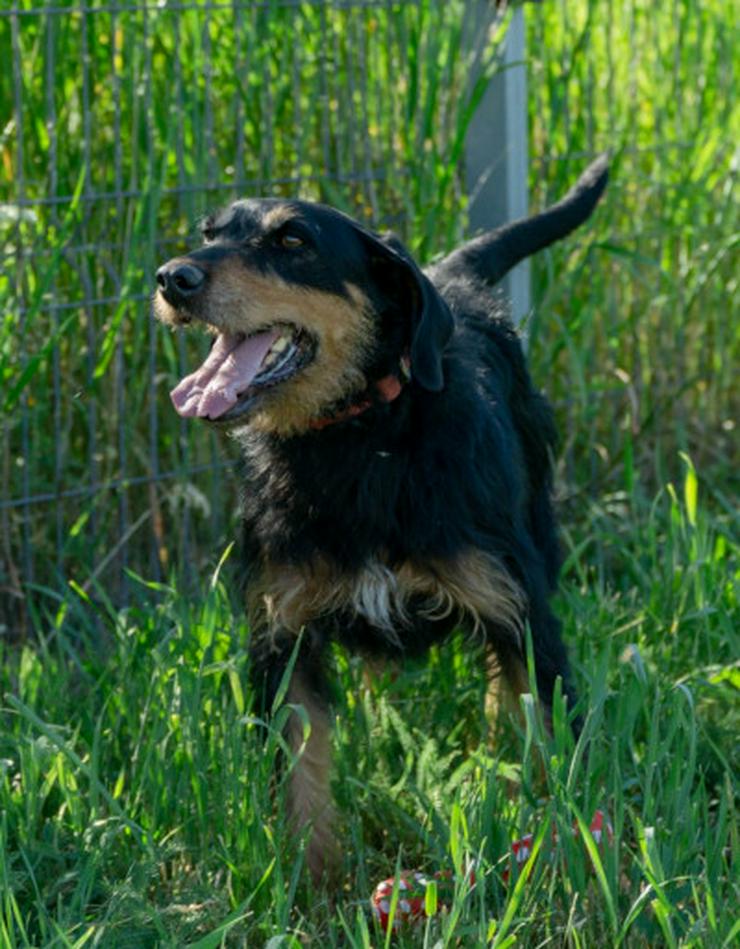 Bild 3: Cherry ist ein aktives und verspieltes Jagdterrier-Mädchen im besten Alter.