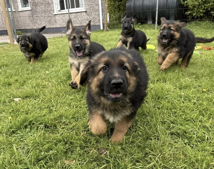 Deutsche Schäferhundwelpen zu verkaufen