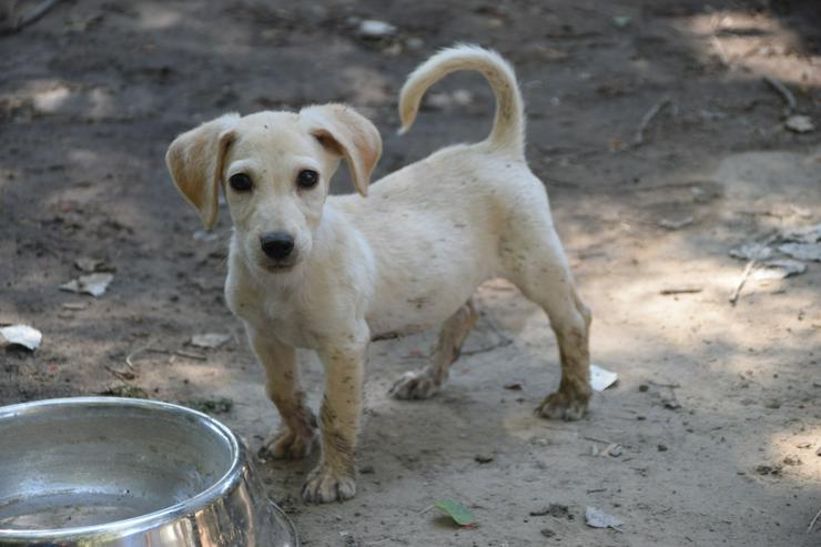 Manni ist ein lustiges, kleines Hundekind. - Mischlingshunde - Bild 1