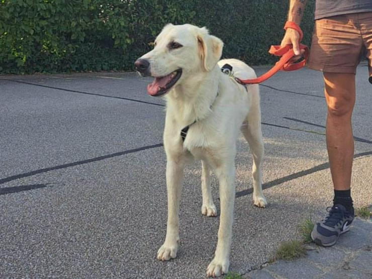 Wunderbarer Zohar sucht sein geeignetes Zuhause mit Garten - Mischlingshunde - Bild 2