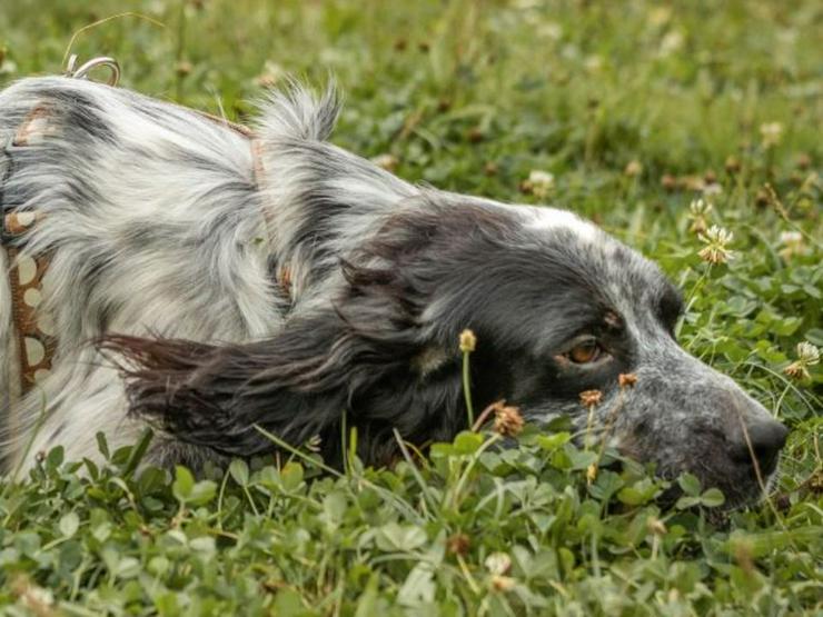 Anhänglicher Rio sucht sein sportliches Zuhause - Rassehunde - Bild 2