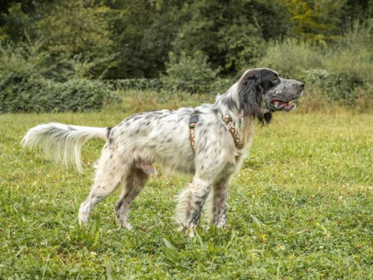 Anhänglicher Rio sucht sein sportliches Zuhause - Rassehunde - Bild 9