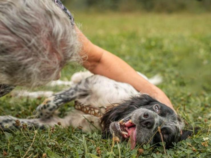 Anhänglicher Rio sucht sein sportliches Zuhause - Rassehunde - Bild 3