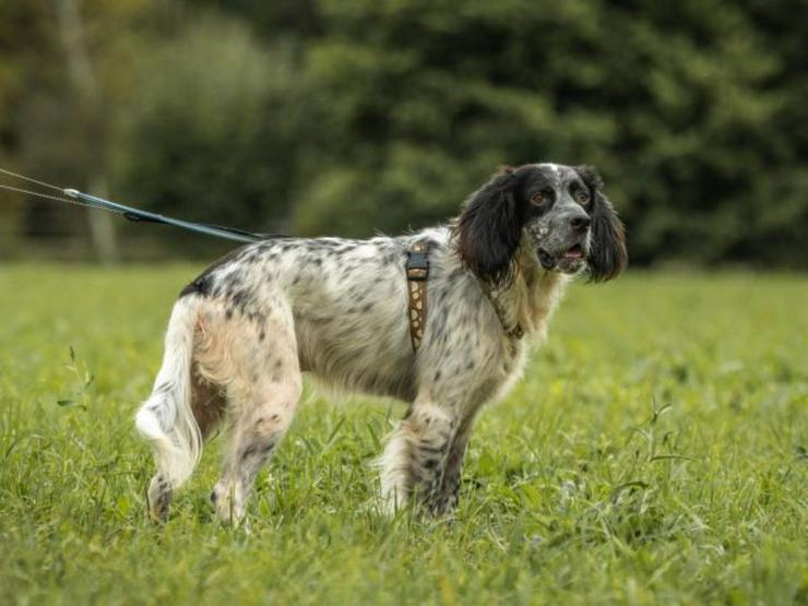 Anhänglicher Rio sucht sein sportliches Zuhause - Rassehunde - Bild 1