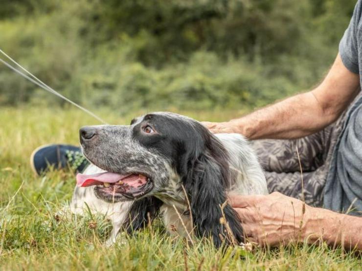 Anhänglicher Rio sucht sein sportliches Zuhause - Rassehunde - Bild 6