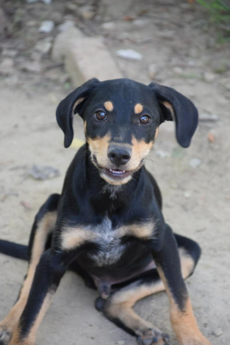 Kasper ist ein süßer Hundejunge.  - Mischlingshunde - Bild 3