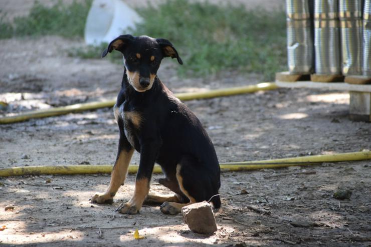 Kasper ist ein süßer Hundejunge.  - Mischlingshunde - Bild 7