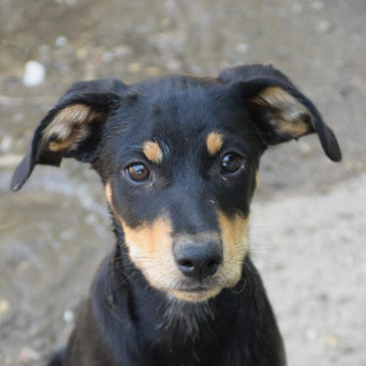 Bild 8: Kasper ist ein süßer Hundejunge. 