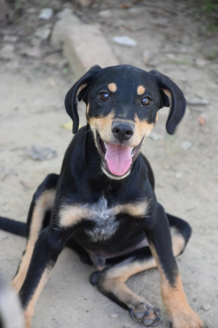 Kasper ist ein süßer Hundejunge.  - Mischlingshunde - Bild 4