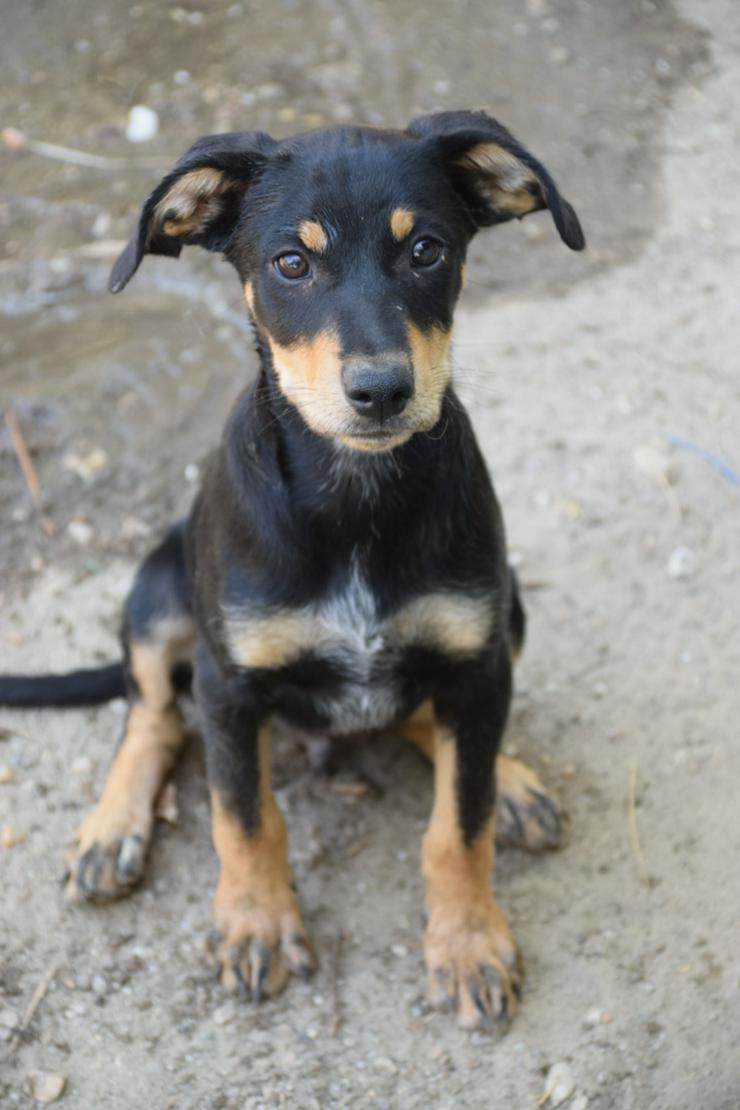 Kasper ist ein süßer Hundejunge.  - Mischlingshunde - Bild 1